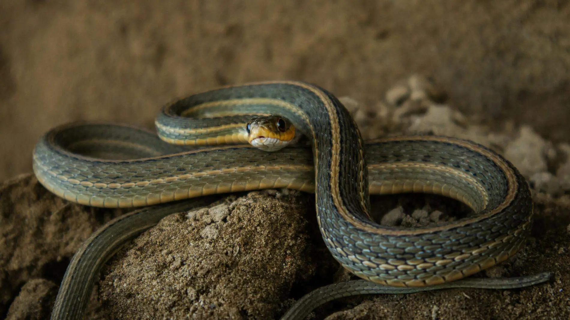 SERPIENTE_CORTESIA RODRIGO ARRAZOLA